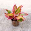 Aglaonema 'Crete' (Chinese Evergreen)