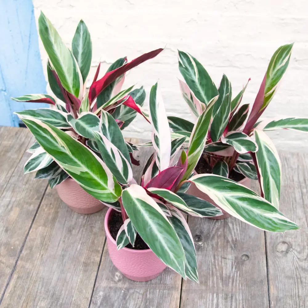 Calathea, Ctenanthe & Maranta 'Prayer Plants'