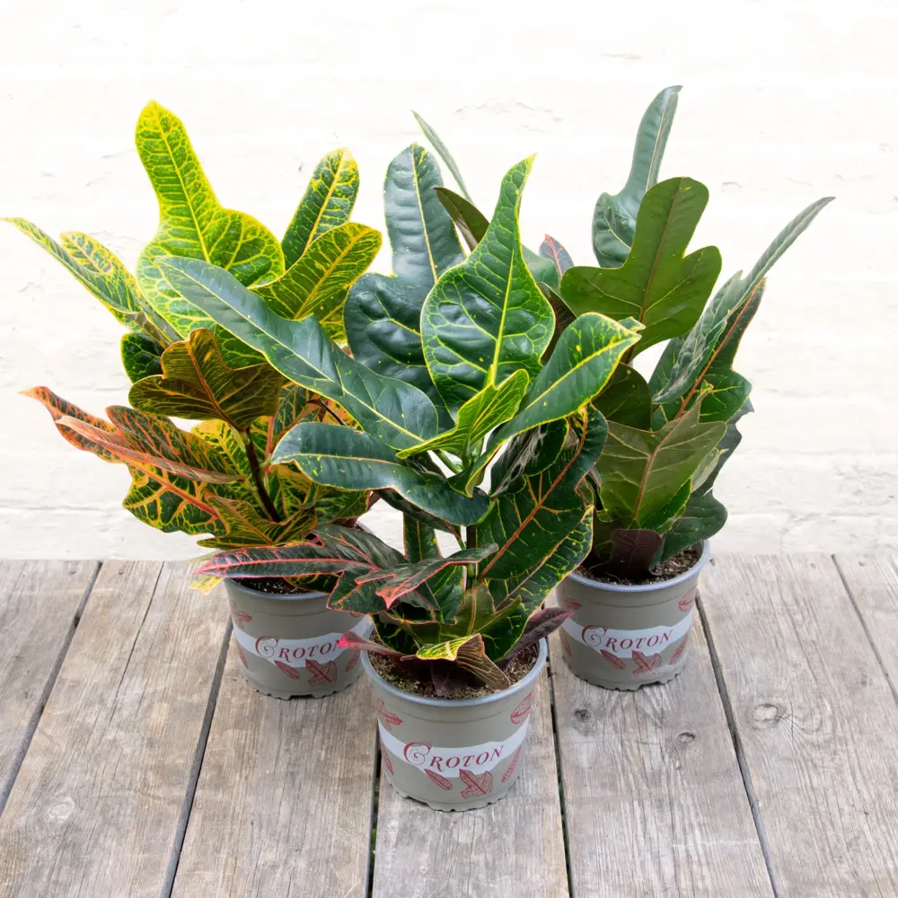 Croton (Codiaeum) & Cordyline