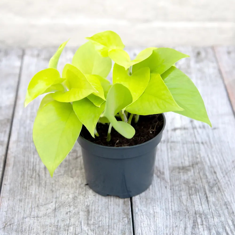 Pothos & Epipremnum