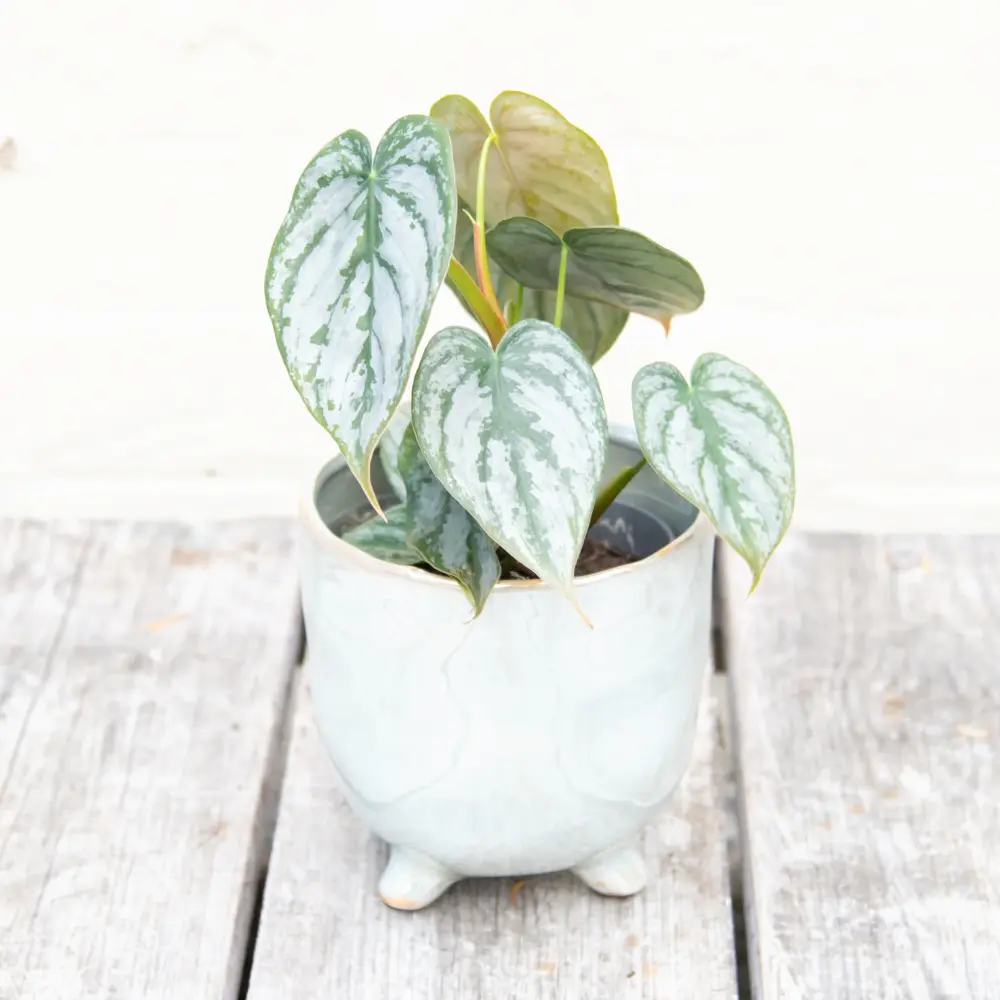 Philodendron